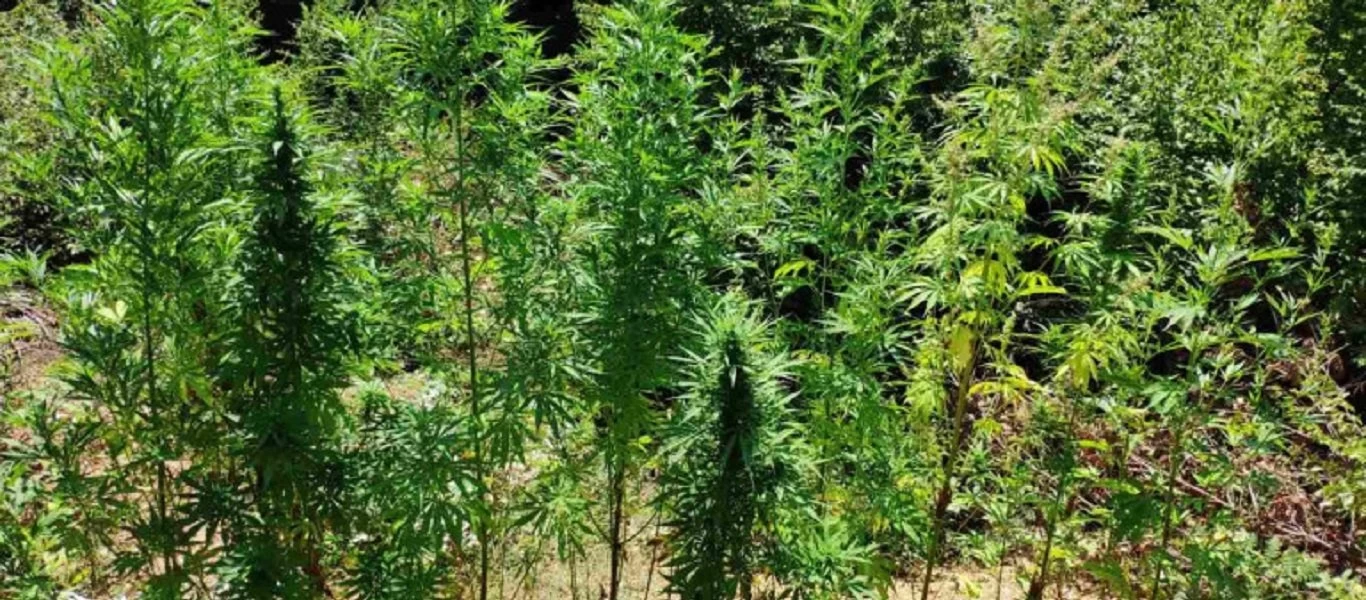 Κιλκίς: 75χρονος καλλιεργούσε δενδρύλλια κάνναβης σε δύσβατη περιοχή - Είχαν φτάσει τα 4 μέτρα